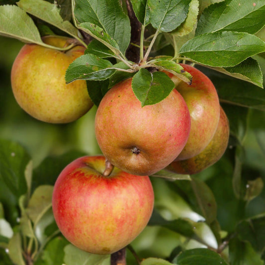 Apfelbaum – Malus domestica 'Elstar' – Rote & grüne Äpfel – Obstbaum für Garten & Balkon – Pflegeleicht – Topf Ø21 cm – Höhe ca. 90 cm