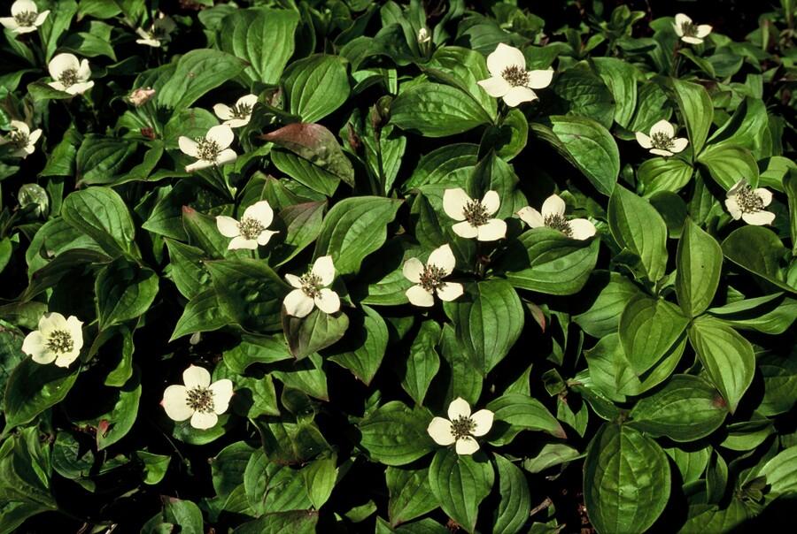 Cornus canadensis – Kanadische Kornelkirsche – 48 Pflanzen – Bodendecker mit weißen Blüten – Ø9cm – ↕10–25cm – Schattenpflanze – Winterhart – Bienenfreundlich