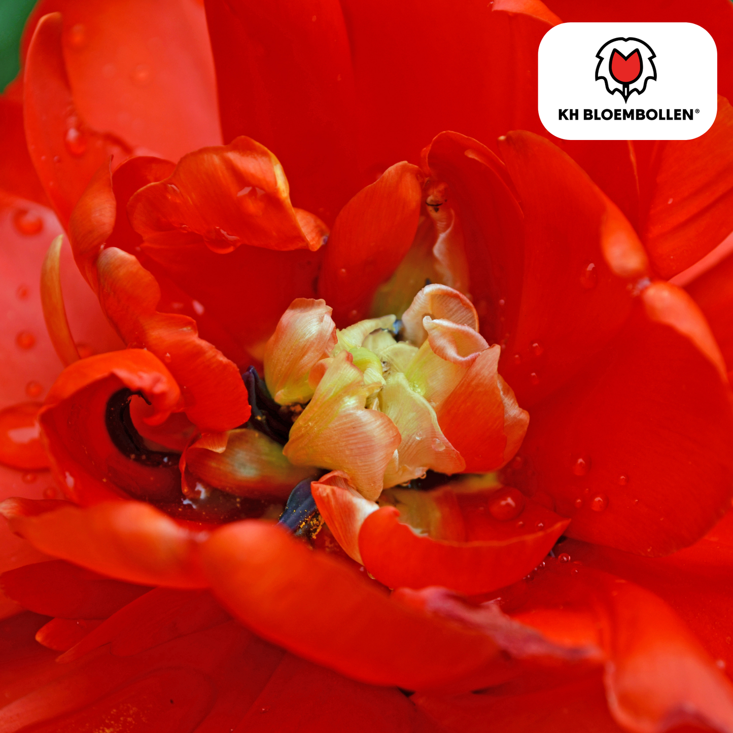 Bombastic Red Tulpenzwiebeln – 20 Blumenzwiebeln – Rote Gefüllte Pioentulpen – Für Garten & Topf