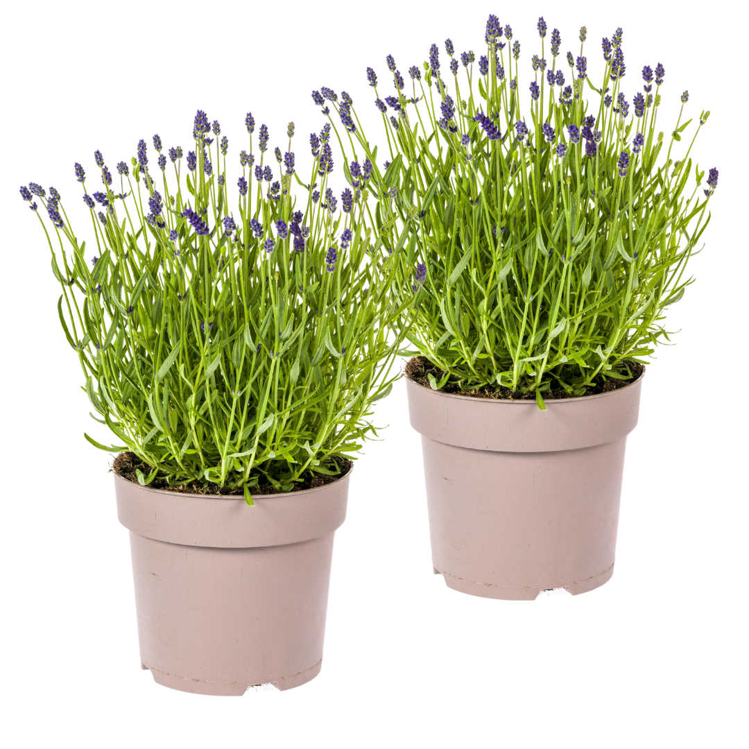 Echter Lavendel Lavandula angustifolia – 2 Pflanzen – Ø19cm – Höhe 40–50cm – Duftende Balkon- und Gartenpflanze – Bienenfreundlich & pflegeleicht