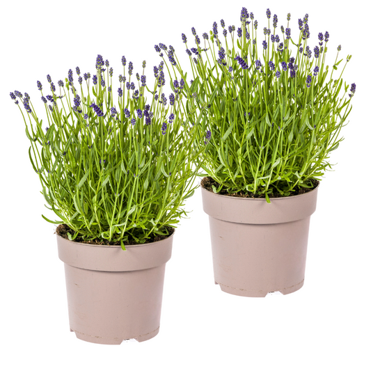 Echter Lavendel Lavandula angustifolia – 2 Pflanzen – Ø19cm – Höhe 40–50cm – Duftende Balkon- und Gartenpflanze – Bienenfreundlich & pflegeleicht