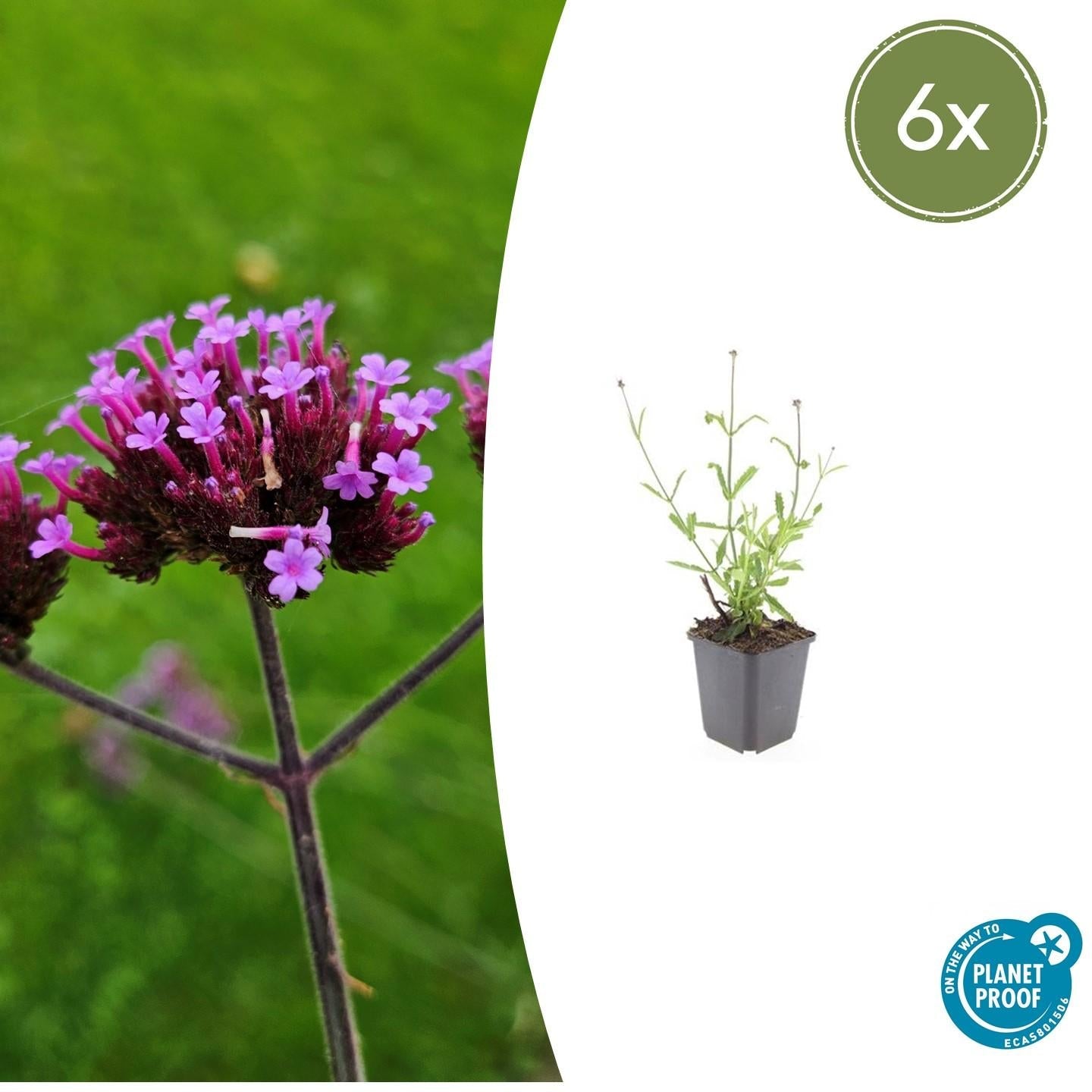 Hohes Eisenkraut Verbena bonariensis 'Lollipop' – ↕10-25cm – Ø9cm – 6 Pflanzen – Lilafarbene Blüten – Langblühend – Pflegeleicht – Balkon, Beet & Garten