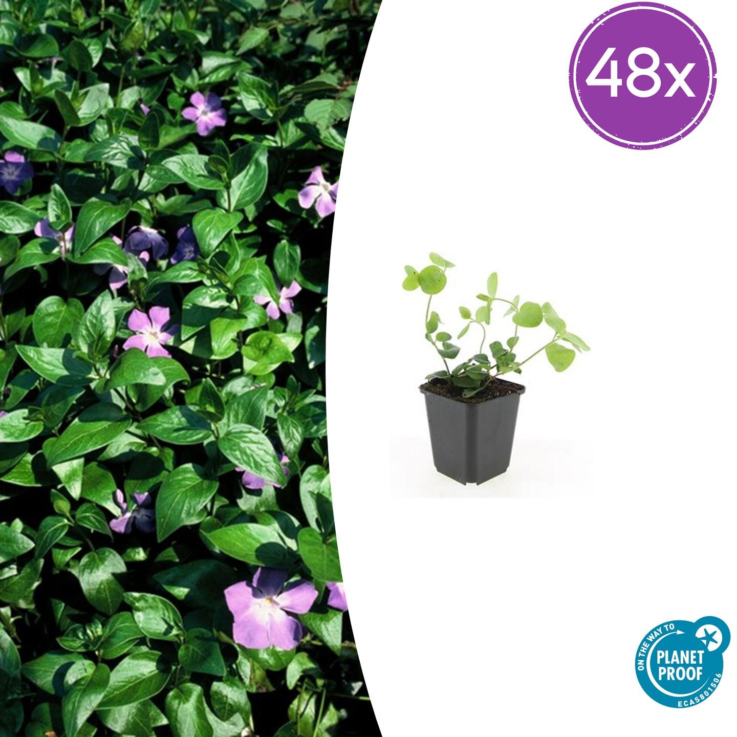 Vinca major – 48 Pflanzen – Großes Immergrün – Immergrüner, winterharter Bodendecker mit violett-blauen Blüten – Pflegeleicht & robust