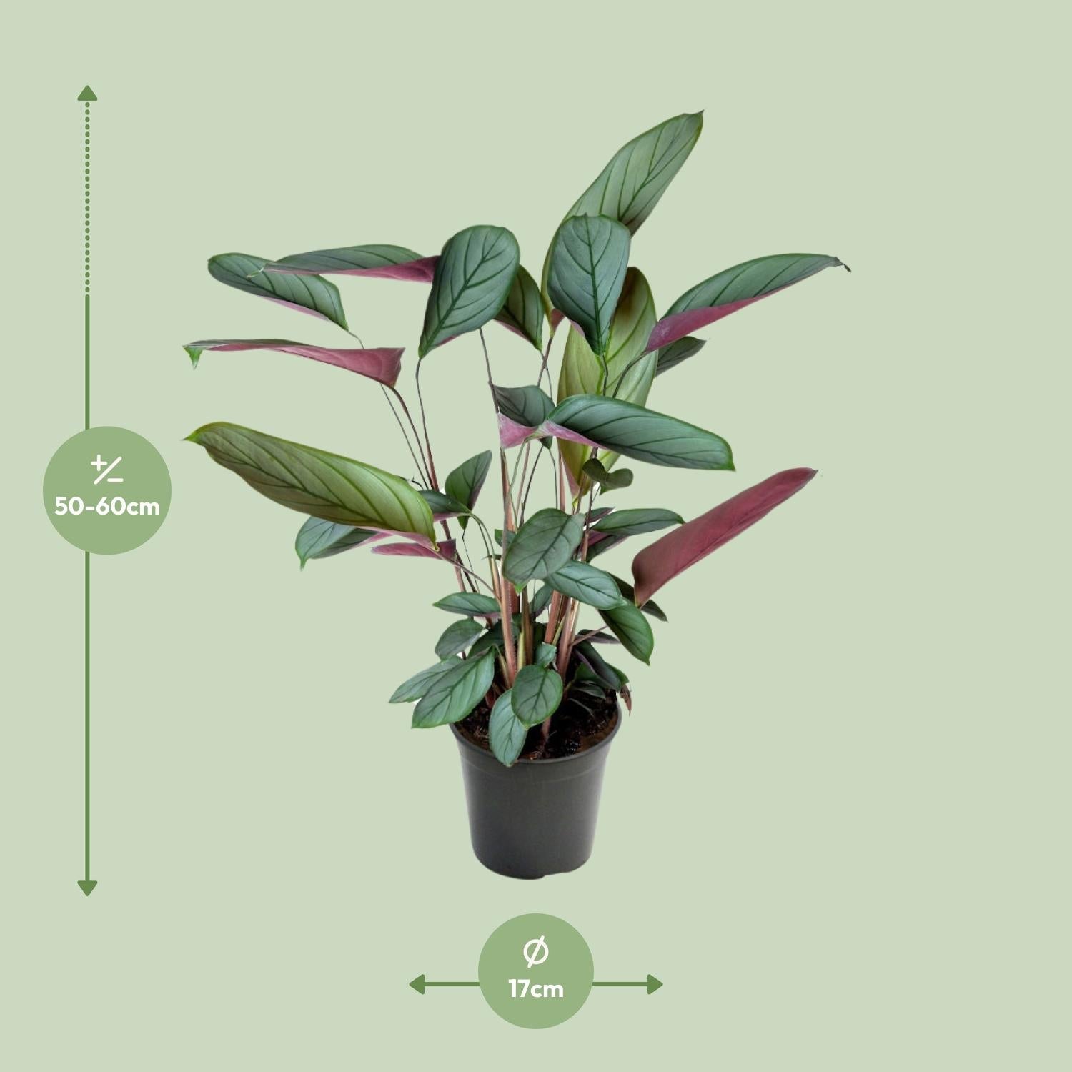 Ctenanthe Setosa – Ø17cm – ↕60cm – Tropische Zimmerpflanze mit auffälligem Blattmuster – Elegante Blattschmuckpflanze für Wohnzimmer, Büro & Wintergarten