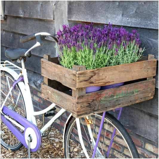 Französischer Lavendel Lavandula stoechas Anouk – 3 Pflanzen im Dekotopf „Old Look“ – Ø13cm Topf – Winterharter Schopflavendel mit violetten Blüten – Duftende Lavendelpflanze für Balkon, Terrasse & Garten
