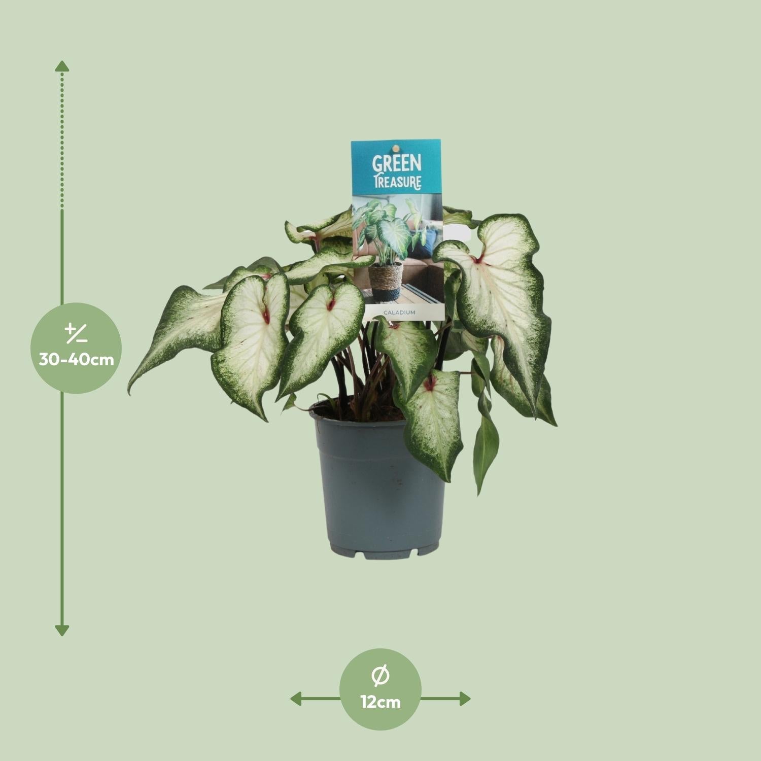 Caladium Weiß – Angel Wings – Ø12cm – ↕25cm – Tropische Zimmerpflanze mit herzförmigen Blättern – Pflegeleicht & dekorativ – Für helle Innenräume