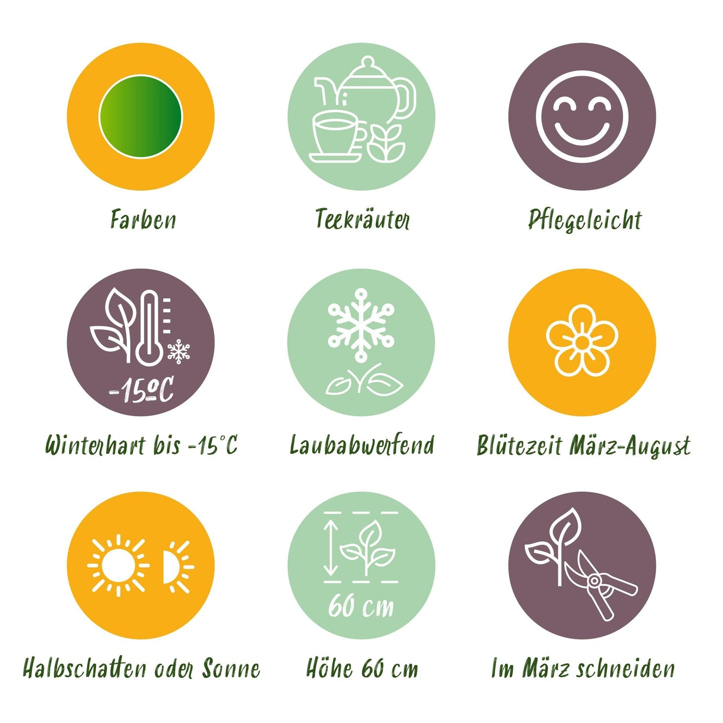 Staudenset „Teekräuter“ – 8 aromatische Kräuterstauden für ca. 1 m² – Für frischen Kräutertee aus dem eigenen Garten – Pflegeleichtes Kräuterpaket – Ø11 cm