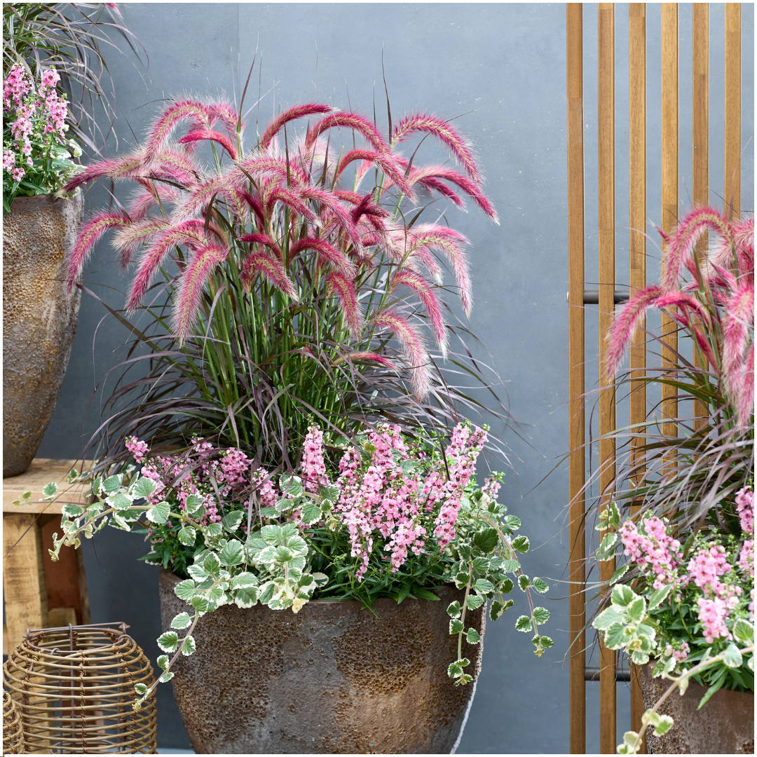 Pennisetum ‘Tiny Tails’ – kompaktes Lampenputzergras – 2 Pflanzen – Ø15cm – ↨40-50cm – winterhart & pflegeleicht – Ziergras für Garten, Kübel & Beete