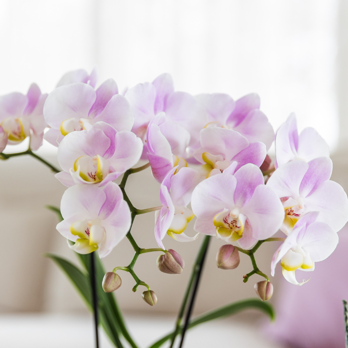 Sukkulente mit Rosa Phalaenopsis Orchidee – Simplicity Keramiktöpfe Rosa auf Bambusplatte – Dekoratives Pflanzenarrangement – Geschenkidee