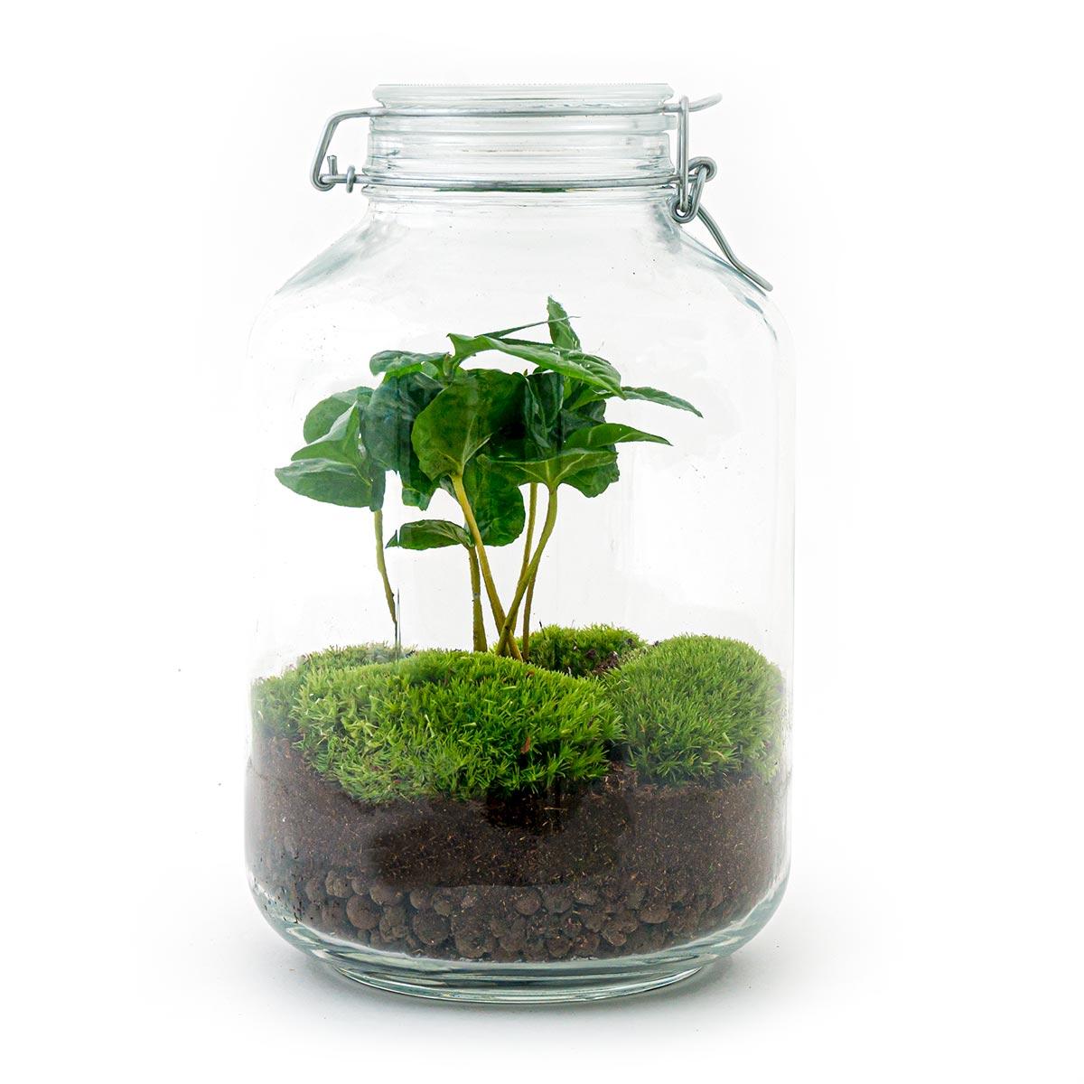 Flaschengarten - DIY Bausatz - Terrarium - Coffea Arabica - ↕28cm