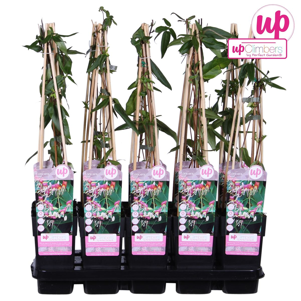 Geißblatt - Lonicera henryi - Immergrüne Kletterpflanze - Ø15cm - Höhe 65cm - Duftende Blüten für Garten, Terrasse & Balkon