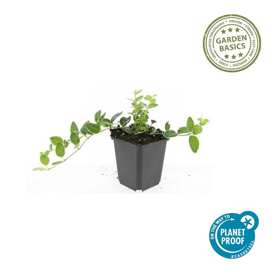 Vinca minor 'Ralph Shugert' – Immergrüner Bodendecker – 48 Pflanzen – Lavendelfarbene Blüten – 10–25 cm – Ø9 cm