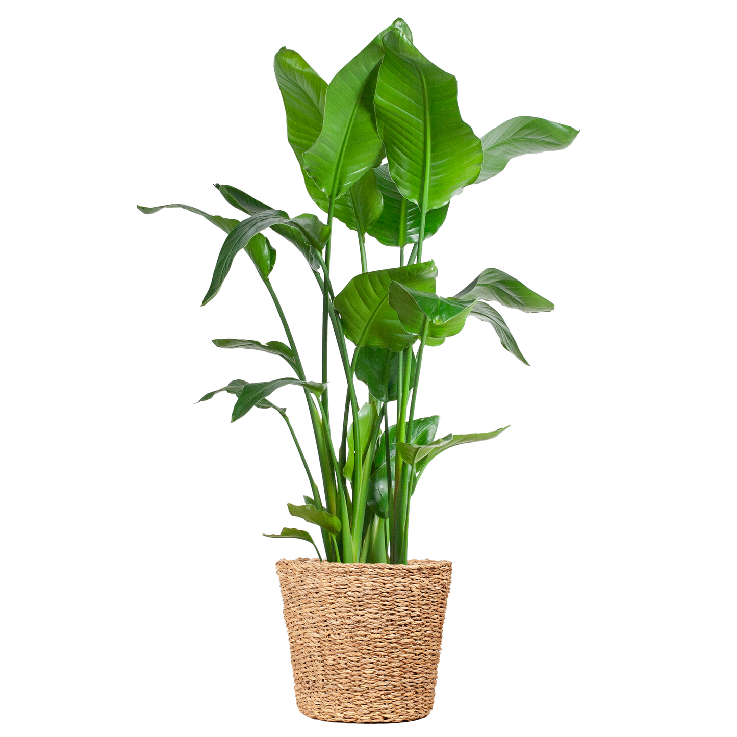 Strelitzia Nicolai XL – Paradiesvogelpflanze – Zimmerpflanze – inkl. Korb Torun – Höhe 140 cm – Ø27 cm – Tropisches Flair für dein Zuhause