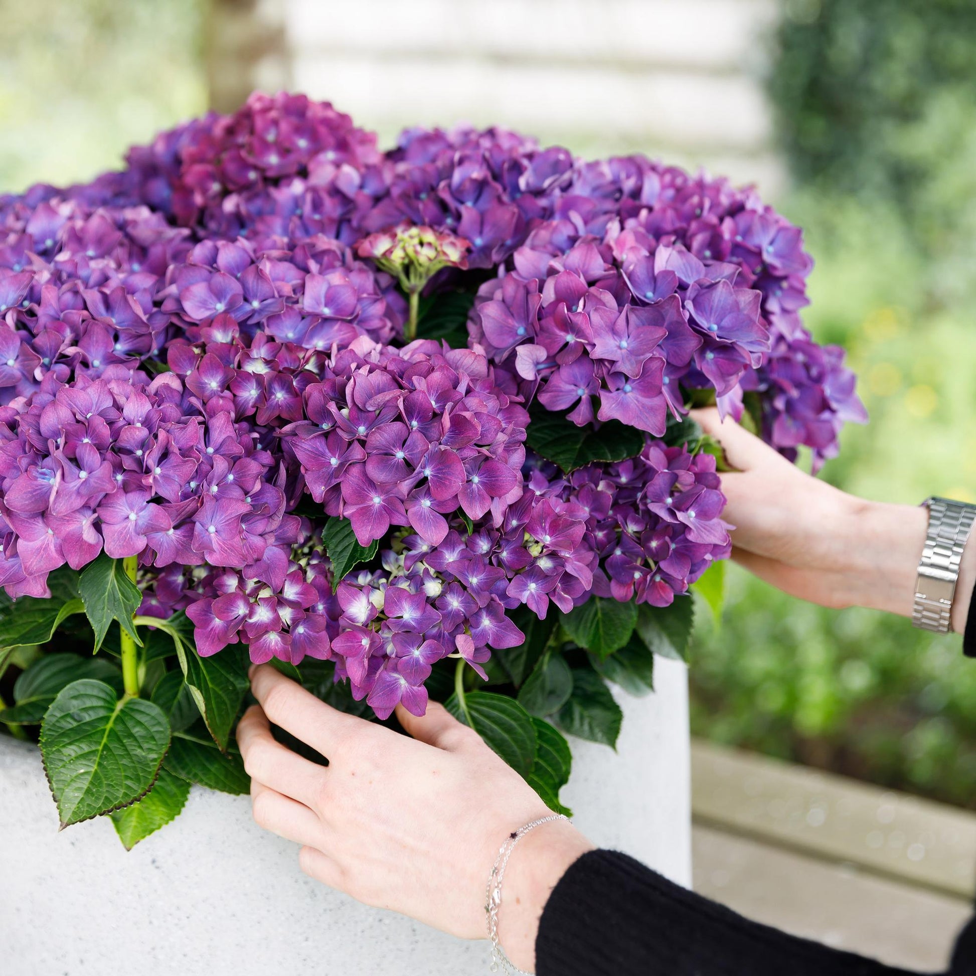 Hortensie Forever & Ever – Lila – 2 Pflanzen – Hydrangea macrophylla – 23 cm – Ca. 55 cm hoch – 7–12 Blüten – Für Balkon, Terrasse & Beet – Langanhaltende Blüte – Pflegeleicht & winterhart