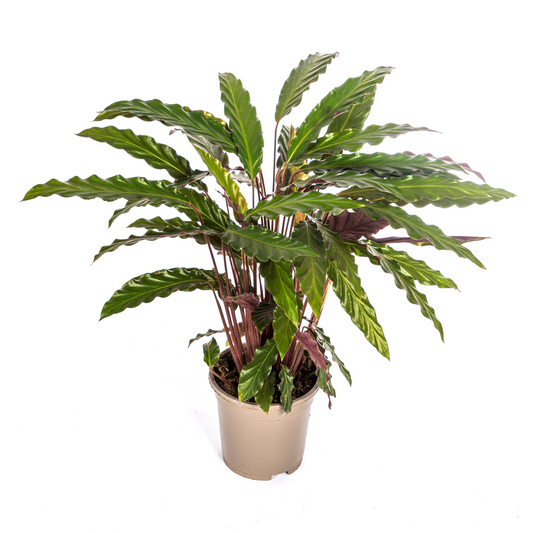 Korbmarante Calathea Rufibarba – Ø17 cm – ca. 40–50 cm hoch – Zimmerpflanze mit samtigen, welligen Blättern – Für Wohnzimmer & Büro