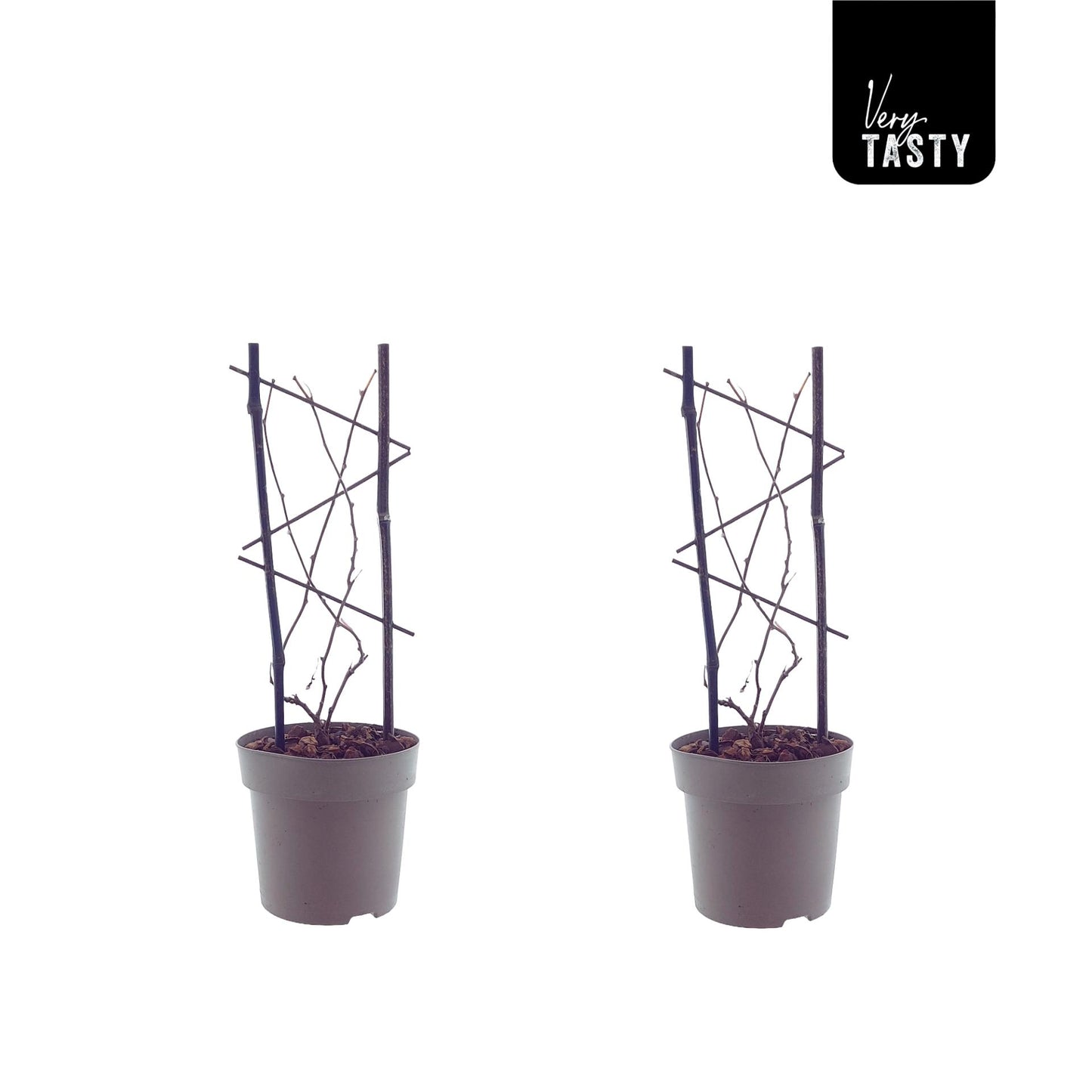 Kiwi - Kiwibeere - Actinidia Issai - Ø15cm - ↕40cm