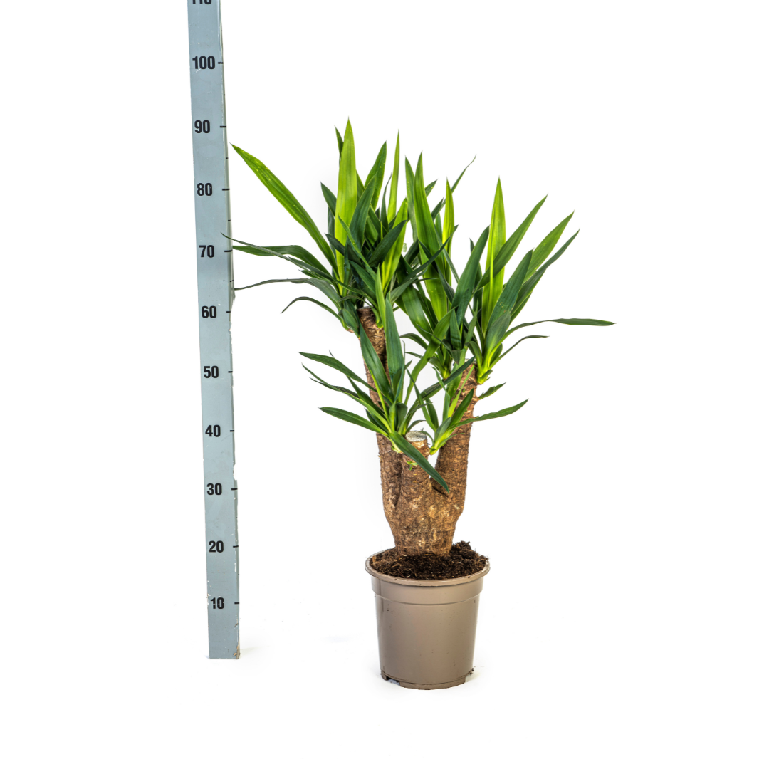 Riesen-Palmlilie - Yucca Elephantipes – Zimmerpflanze – Ø21 cm – Höhe 60-70 cm – Robuste & pflegeleichte Grünpflanze für modernes Interieur