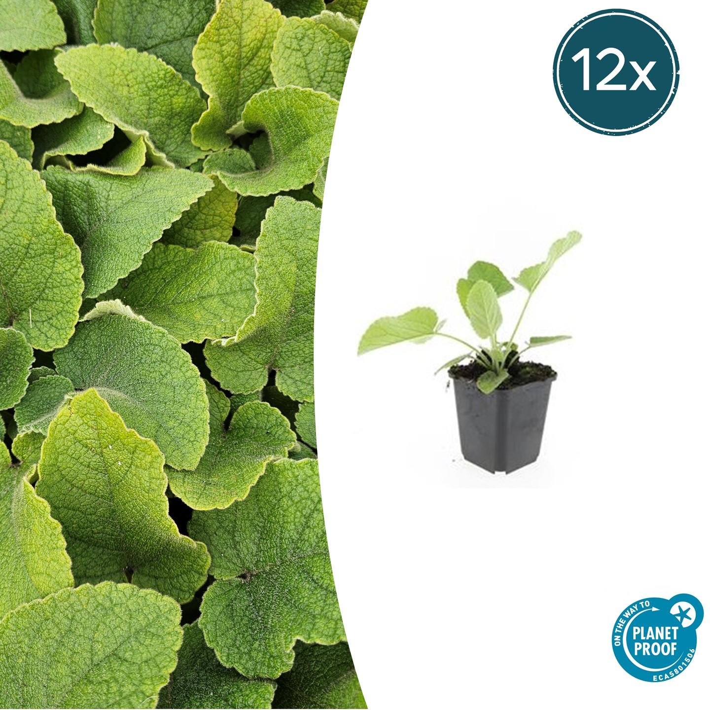 Russel-Brandkraut Phlomis russeliana – ↕10-25cm – Ø9cm – 12 Pflanzen – Winterhart & Pflegeleicht – Staude für Bienen & Schmetterlinge