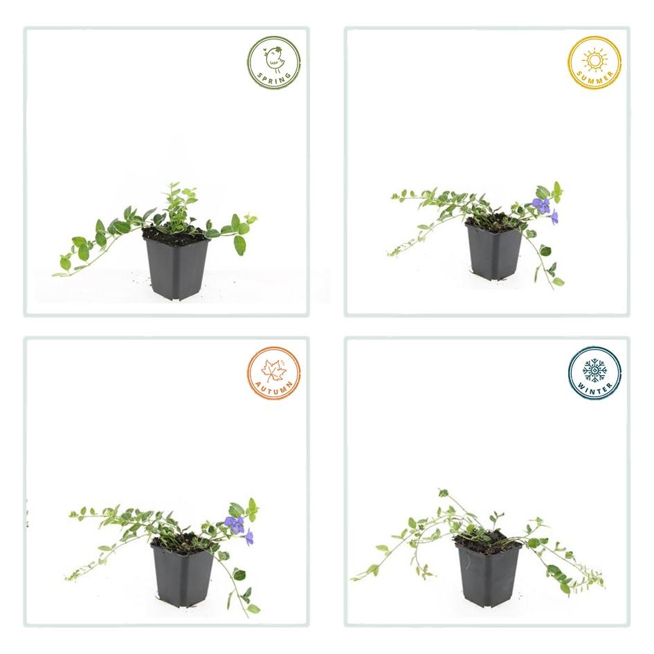 Vinca minor 'Ralph Shugert' – Immergrüner Bodendecker – 48 Pflanzen – Lavendelfarbene Blüten – 10–25 cm – Ø9 cm