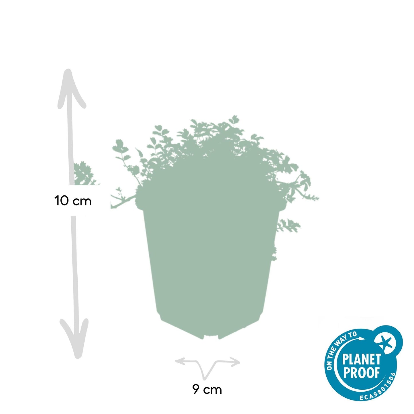 Acaena microphylla 'Kupferteppich' – 48 Pflanzen – ↕10-25cm – Ø9cm – Bodendecker – Flachwachsend & Robust – Steingarten & Wege – Sonne & Halbschatten – Pflegeleicht