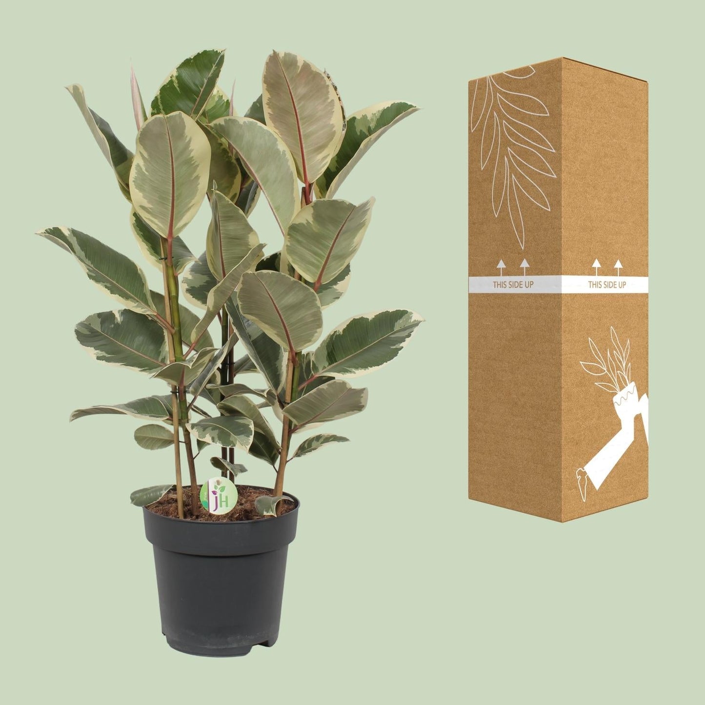 Gummibaum – Ficus Tineke – Zimmerpflanze – Ø27 cm Topf – Ca. 85 cm hoch – Zweifarbige Blätter in Creme & Grün – Pflegeleicht & dekorativ