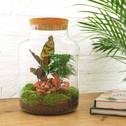 Flaschengarten Milky – DIY Bausatz Terrarium – ↕30cm – Do-It-Yourself Pflanzen-Set im Glas mit Korkdeckel – Autarkes Mini-Ökosystem – Inkl. Calathea, Fittonia, Spargel & Moos – Für Zuhause & Büro