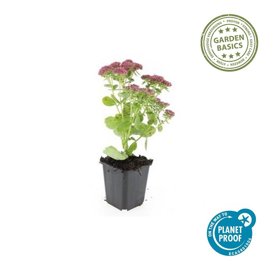 Hohes-Fettblatt Sedum 'Herbstfreude' – ↕10-25cm – Ø9cm – 20 Pflanzen – Sukkulente – Bienenfreundlich – Spätsommerblüte – Bodendecker