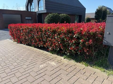 Glanzmispel - Photinia fraseri Carre Rouge - Heckenpflanzen - Rot Grünes Blatt - 8 Pflanzen - 1 laufender Meter - immergrün - Topf 9cm Höhe 30-35cm