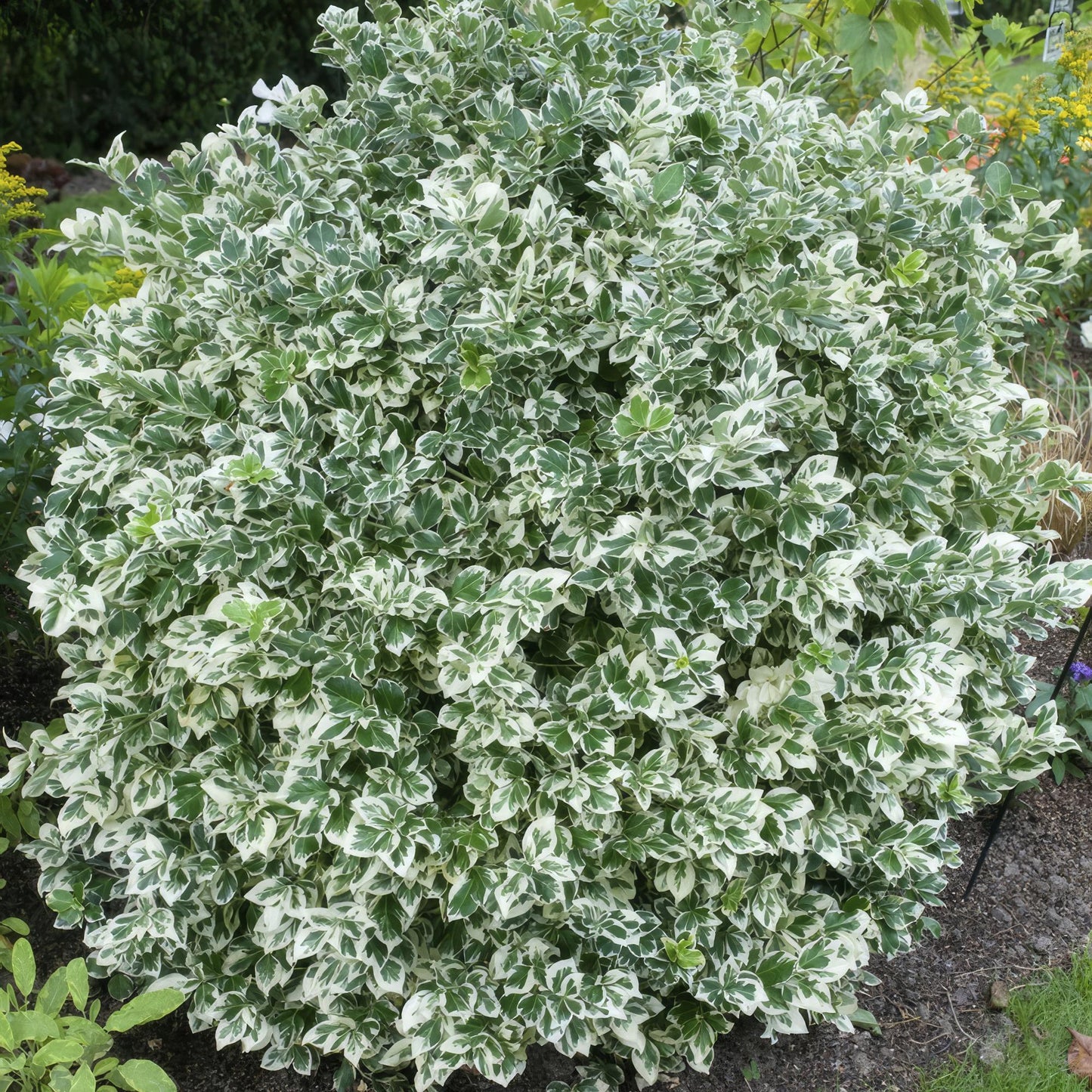 Euonymus fortunei 'Emerald Gaiety' – Immergrüner Zierstrauch mit silberbunten Blättern – 24 Pflanzen – ↕10–25cm – Ø9cm – Pflegeleicht & winterhart – Für Hecken, Beete & als Bodendecker