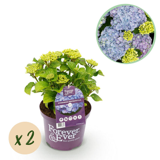 Hortensie Forever & Ever – Blau – 2 Pflanzen – Hydrangea macrophylla – Je im 23 cm Topf – Ca. 55 cm hoch – 7–12 Blüten – Für Balkon, Terrasse & Beet – Langblühend & Pflegeleicht