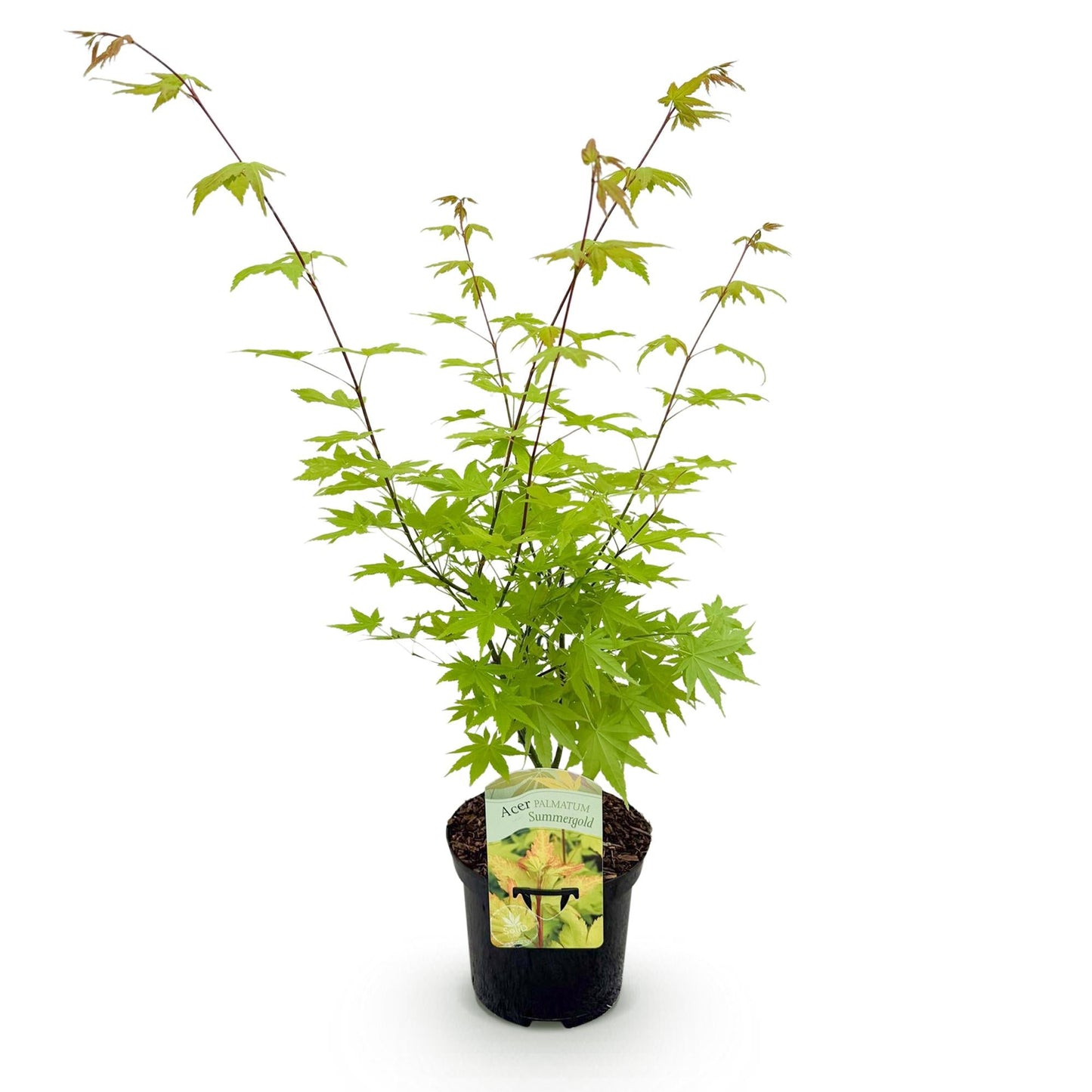 Japanischer Ahorn – Acer palmatum 'Summergold' – ca. 70 cm hoch – Ø19 cm – goldgelbes Laub – Balkon- & Gartenpflanze
