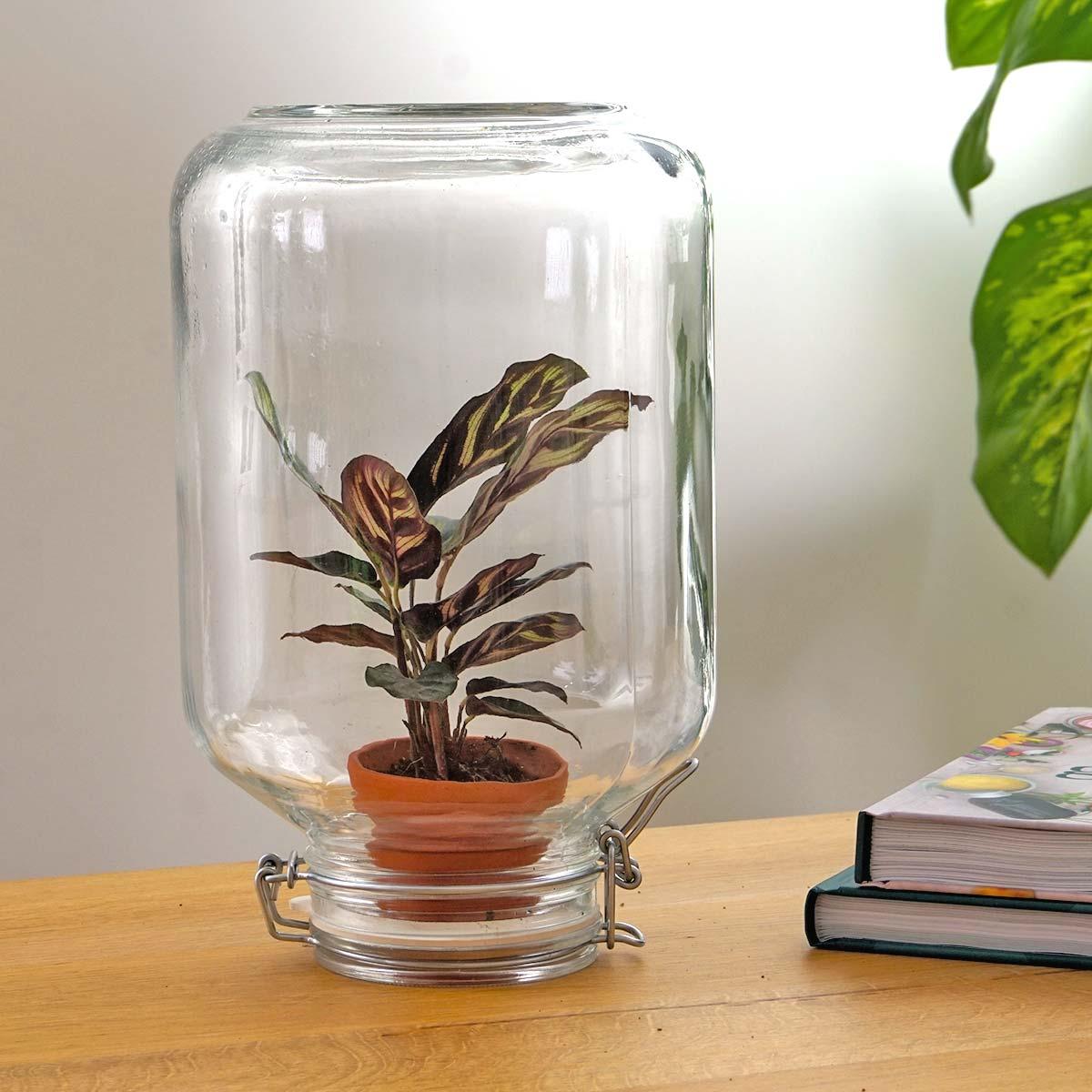Flaschengarten Easyplant – Terrarium mit Calathea makoyana – Lebende Zimmerpflanze im Einmachglas – Nur 1x Gießen – Luftdicht verschlossen – Pflegeleicht & dekorativ – Für Wohnung & Büro