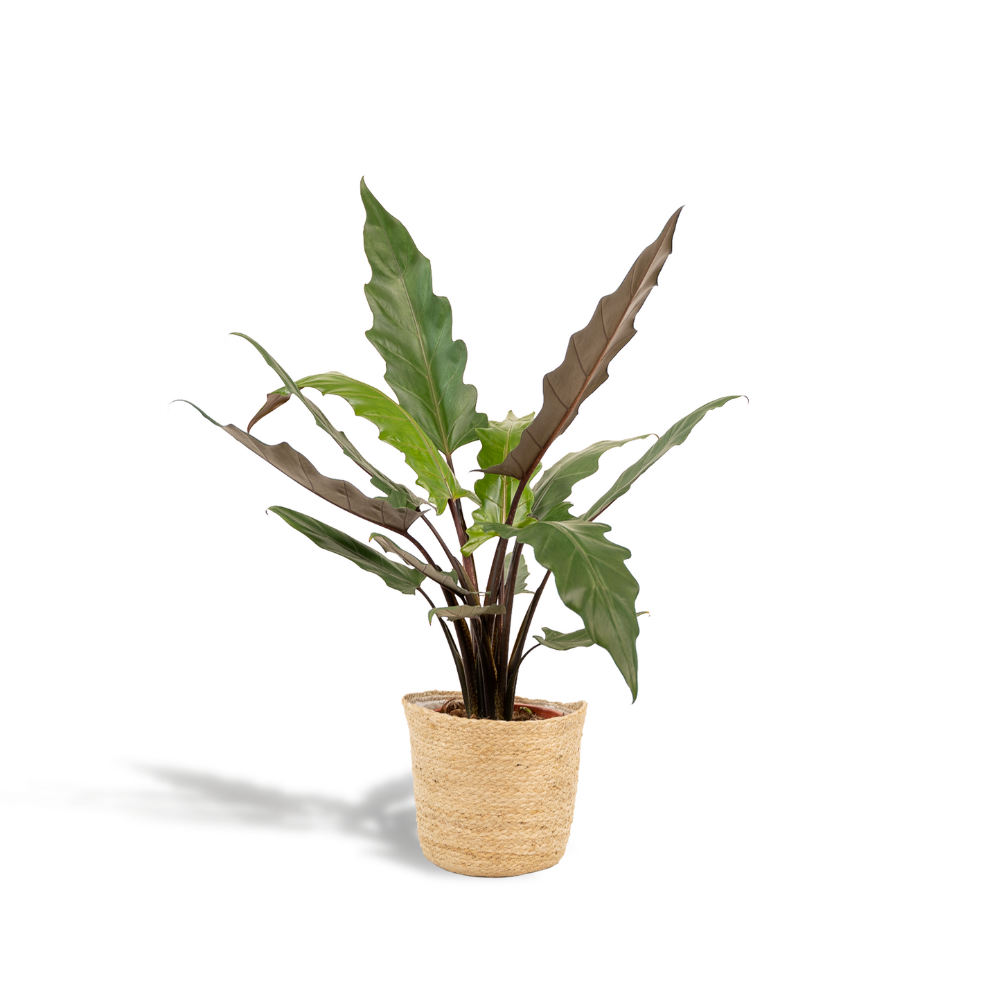 Alocasia Lauterbachiana – Pfeilblatt – Zimmerpflanze – Ø19 cm – ↕80 cm – Mit Korb Selin – Elefantenohr – Luftreinigend – Pflegeleicht