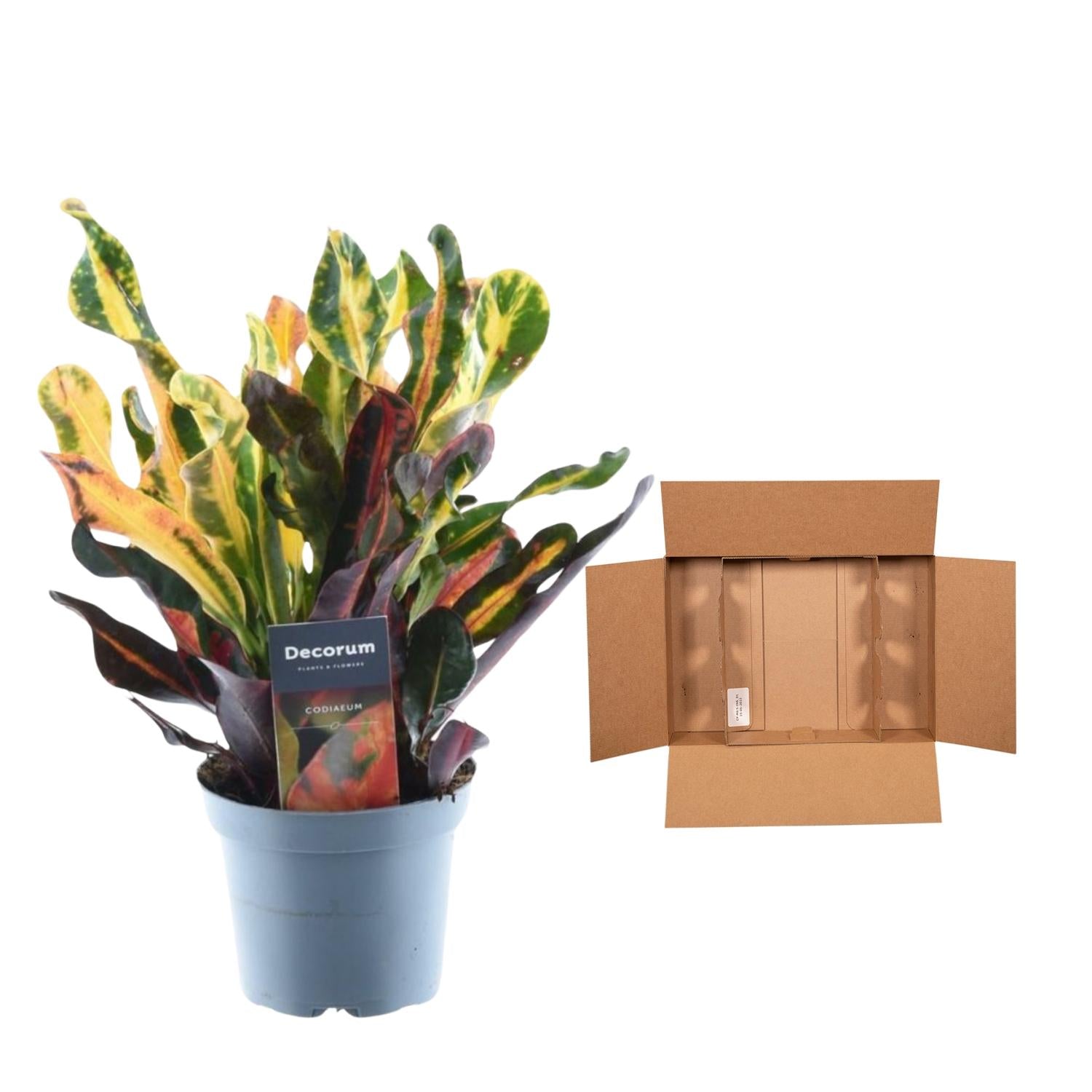 Wunderstrauch – Codiaeum variegatum 'Mammi' – Zimmerpflanze – ca. 30 cm hoch – Topf Ø12 cm – Farbiges Laub – Pflegeleicht