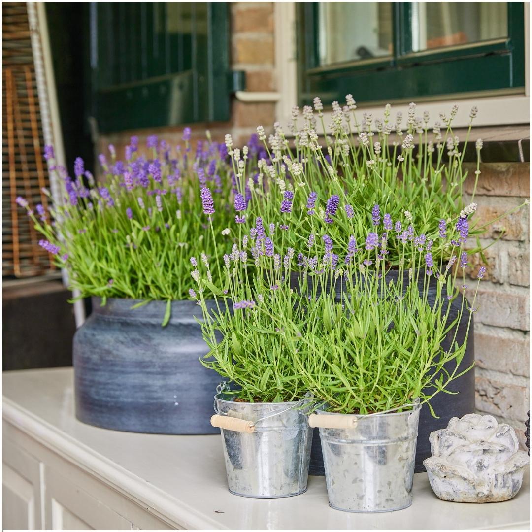 Echter Lavendel Lavandula angustifolia Felice – 3 Pflanzen – Duftender Lavendel im Dekotopf „Old Look“ – Ø13 cm – Winterhart – Für Balkon, Terrasse & Garten