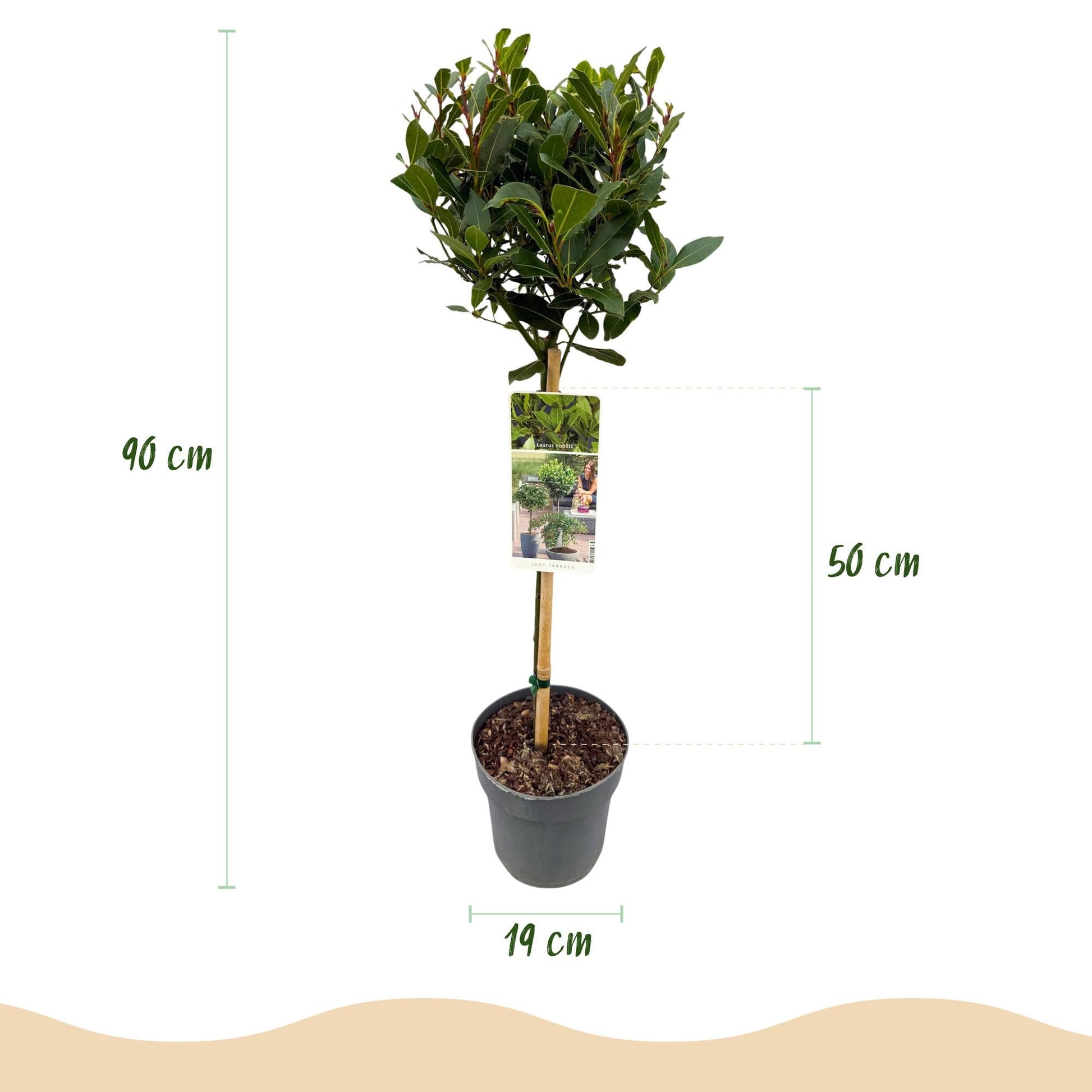Laurus nobilis Stamm-Pflanze â ImmergrĂŒner Lorbeerbaum â Pflegeleicht â Ă19 cm â Höhe ca. 90 cm â Mediterranes Flair fĂŒr Terrasse & BalkonÂ