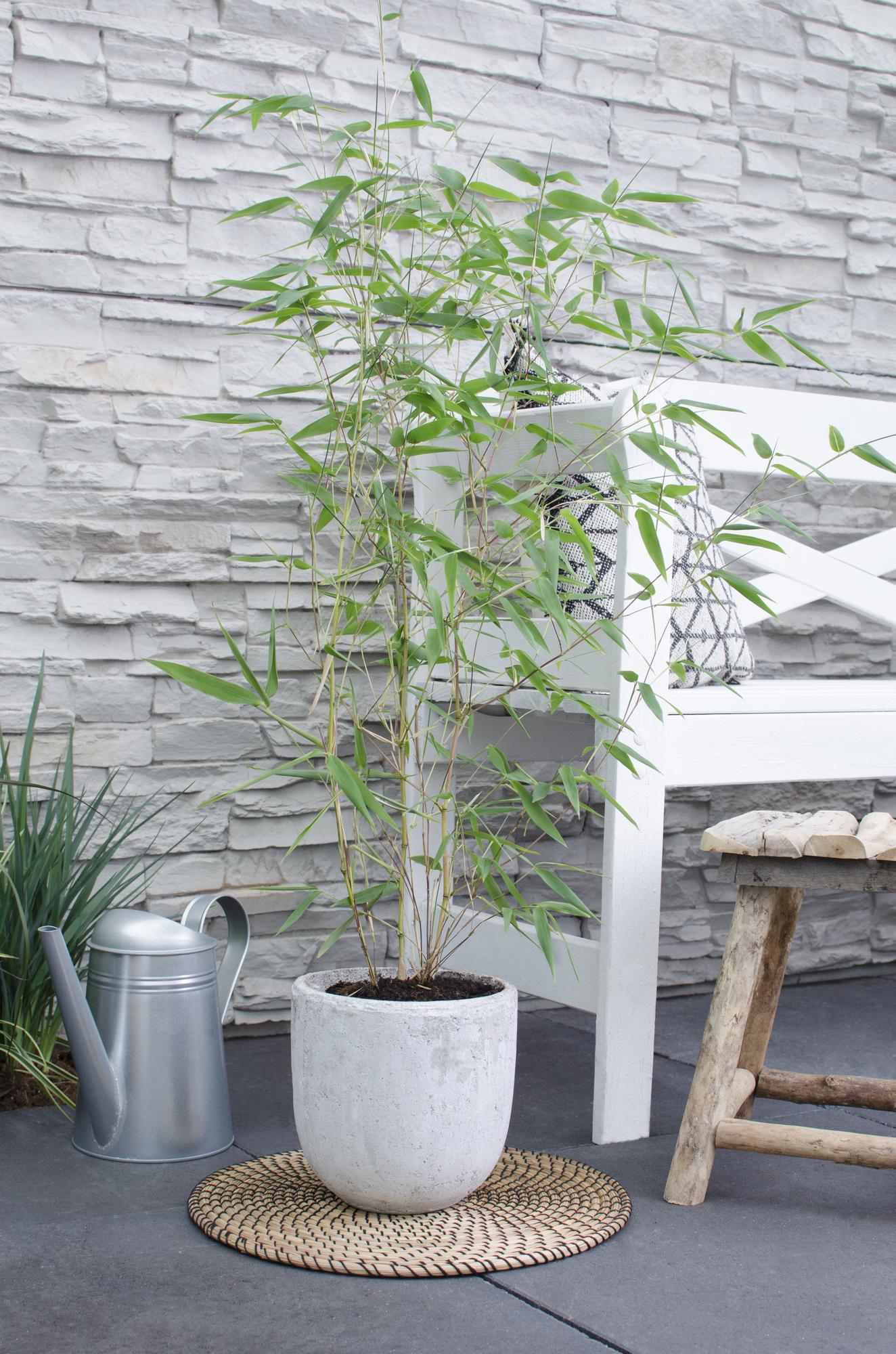Bisset-Bambus - Phyllostachys 'Bissetii' - Ø14cm - ↕40cm