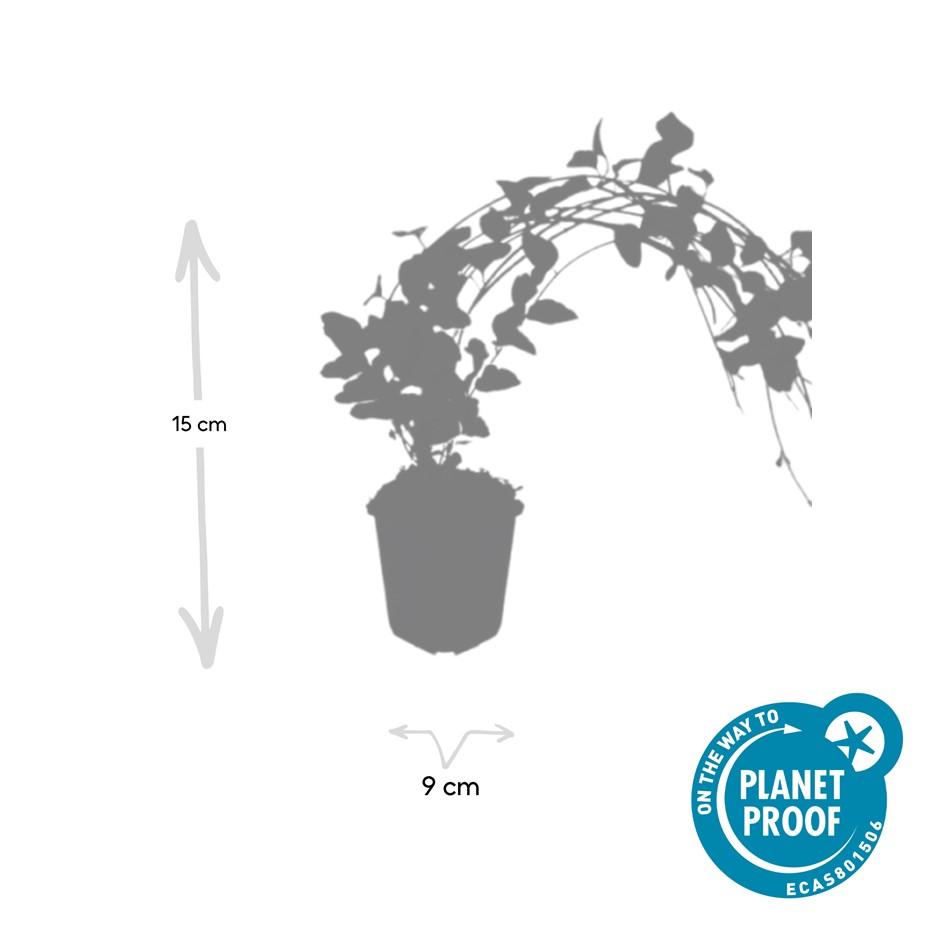 Vinca major 'Variegata' – 48 Pflanzen – immergrüner Bodendecker mit cremeweiß gerandeten Blättern – winterhart & pflegeleicht