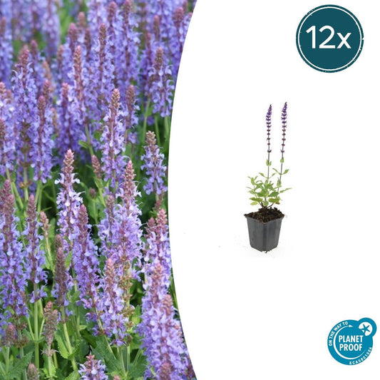 Blüten-Salbei Salvia nem. 'Caradonna' – ↕10-25cm – Ø9cm – 12 Pflanzen – Tiefviolette Blüten – Pflegeleicht & Bienenfreundlich – Sonnig