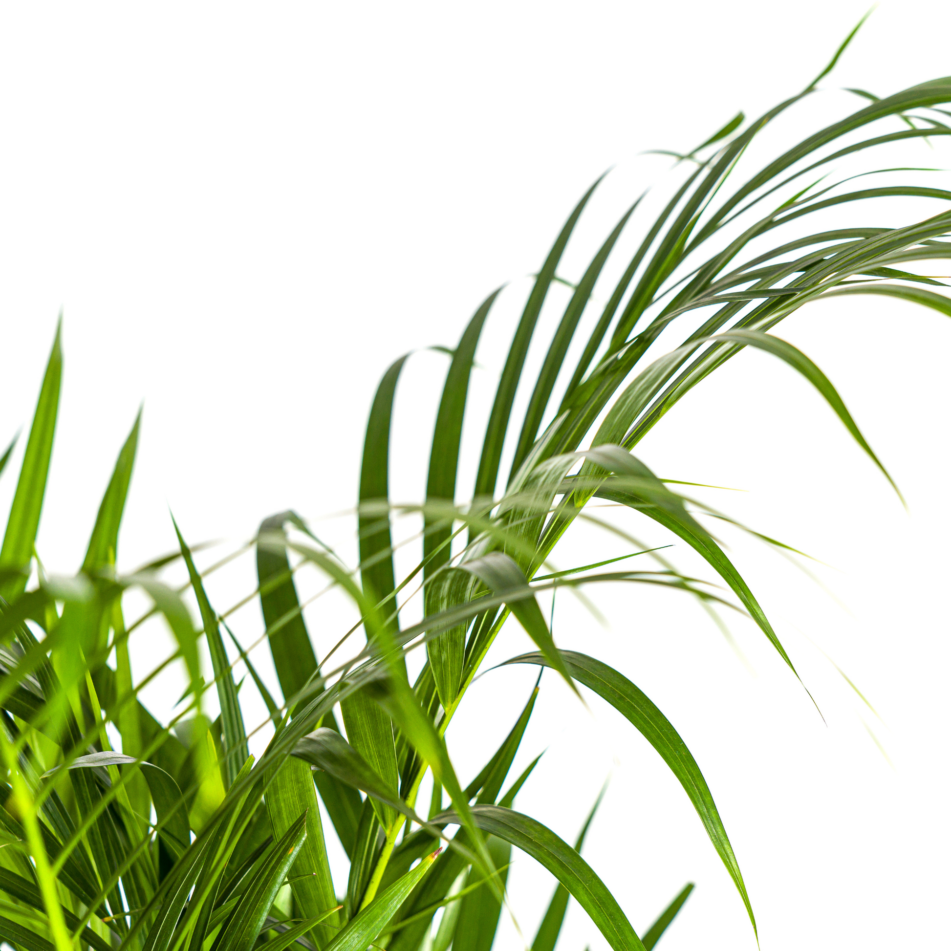 Dypsis Areca Lutescens mit Korb Ø21cm - ↕100 - 120cm