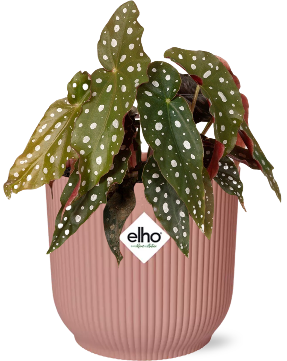 Forellenbegonie – Begonia Maculata Zimmerpflanze + Vibes Fold Topf 14cm Rosa – Elegante Indoor-Pflanze mit Punkten