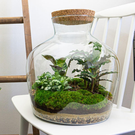 Flaschengarten - DIY Bausatz - Terrarium - Fat Joe - ↕ 30 cm