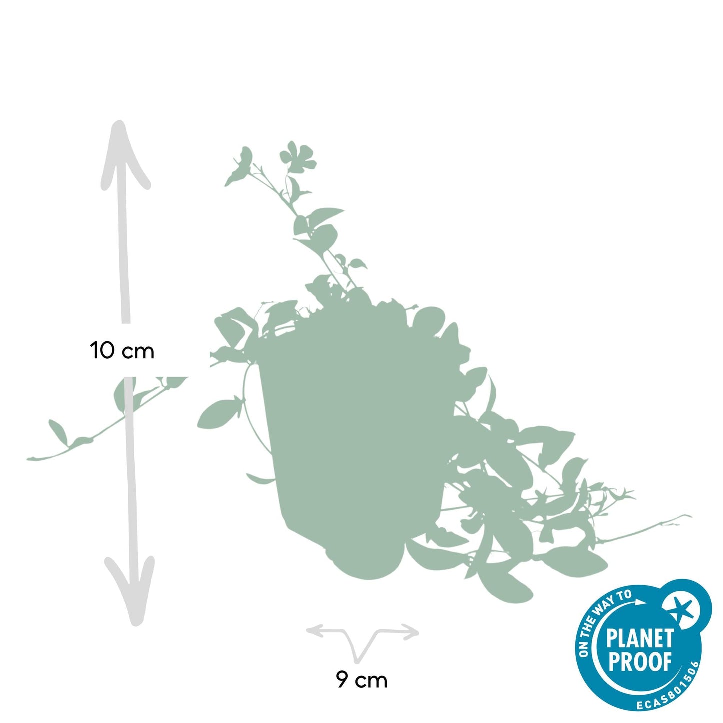 Vinca minor 'La Grave' – 24 Pflanzen – Ø9cm – ↕10-25cm – Immergrüner Bodendecker mit violetten Blüten