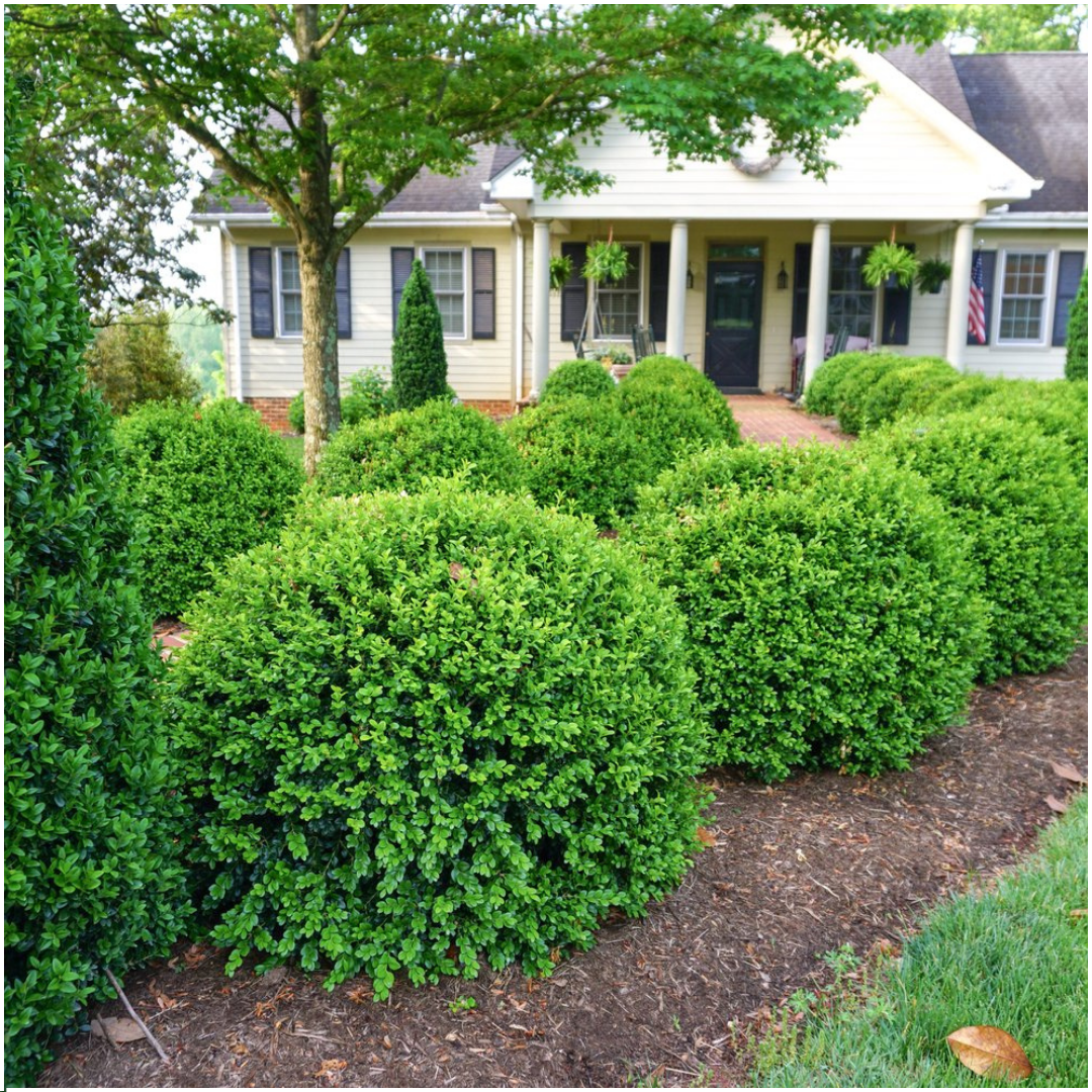 Buchsbaum – Buxus NewGen Freedom – 12 Pflanzen – Ø7 cm Topf – ca. 15 cm hoch – winterhart & pilzresistent – ideal für Hecken & Formschnitt