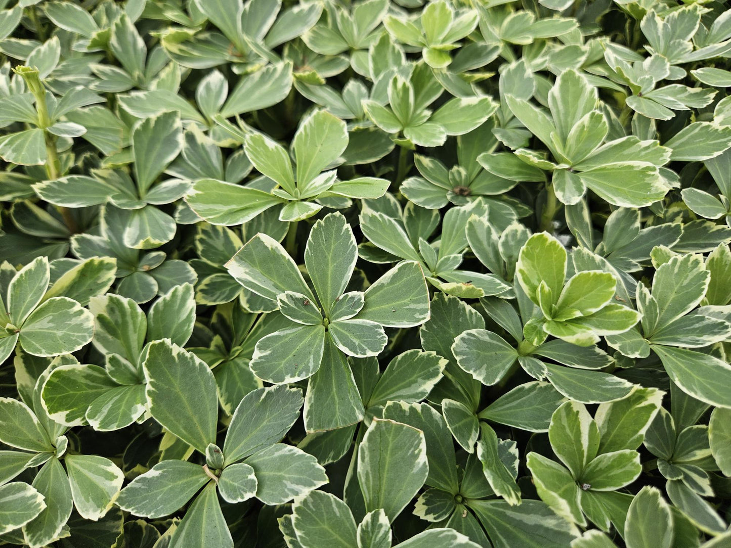 Schattengrün Pachysandra terminalis 'Variegata' – ↕10-25cm – Ø9cm – 20 Pflanzen – Immergrün & Winterhart – Bodendecker für schattige Gärten
