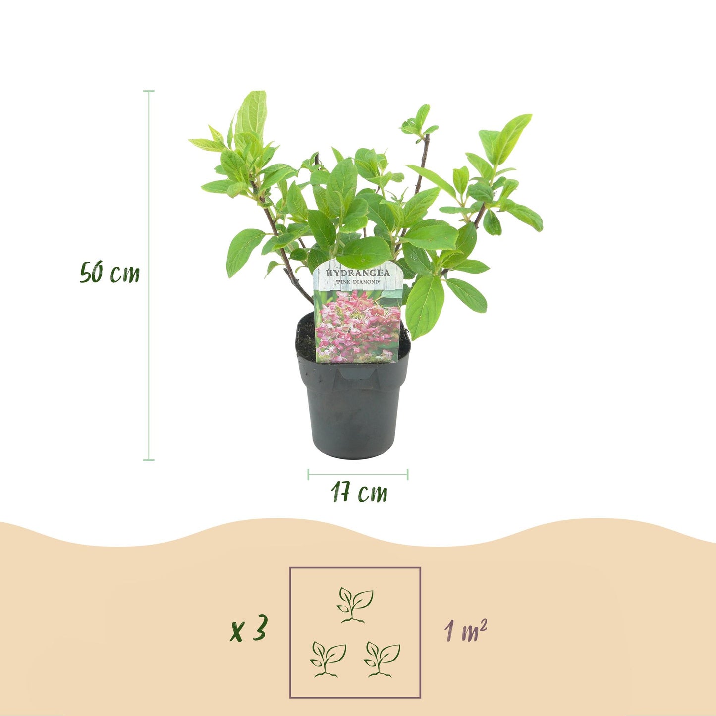 Rispenhortensie – Hydrangea panniculata Pink Diamond – Blüte Weiß-Rosa – 3 Pflanzen für 1m² – Laubabwerfend – Große Blüten – 17cm – Höhe ca. 50cm