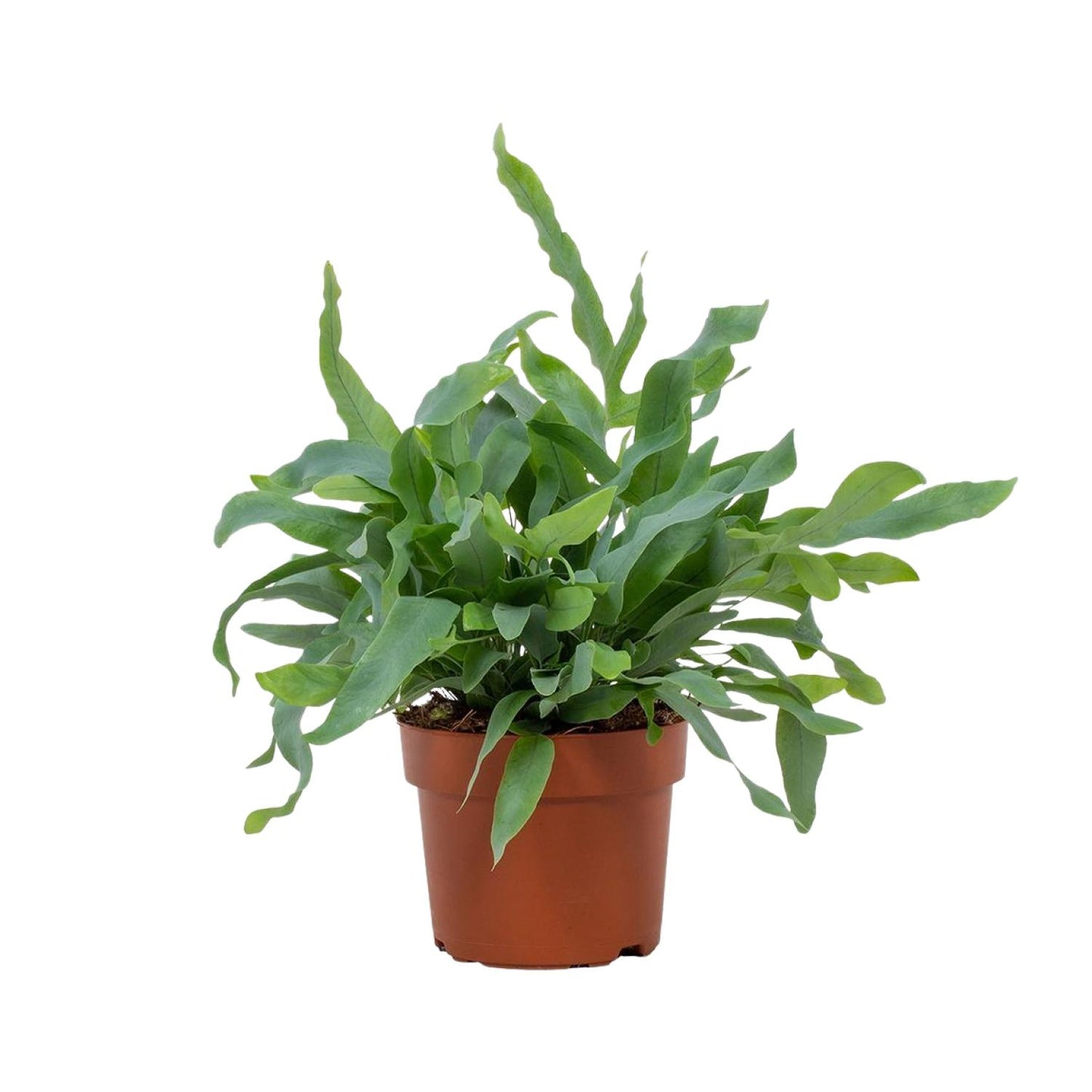 Goldtüpfelfarn - Phlebodium Blue Star - Zimmerpflanze - Ø12cm - ↕32cm