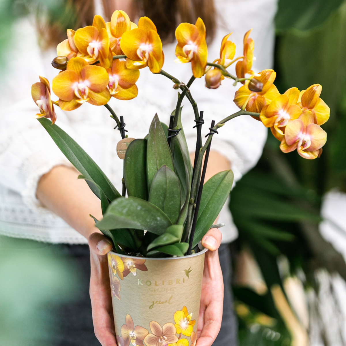 Phalaenopsis-Orchidee - Las Vegas - Topfgröße Ø12cm - Zimmerpflanze - 2 Stück