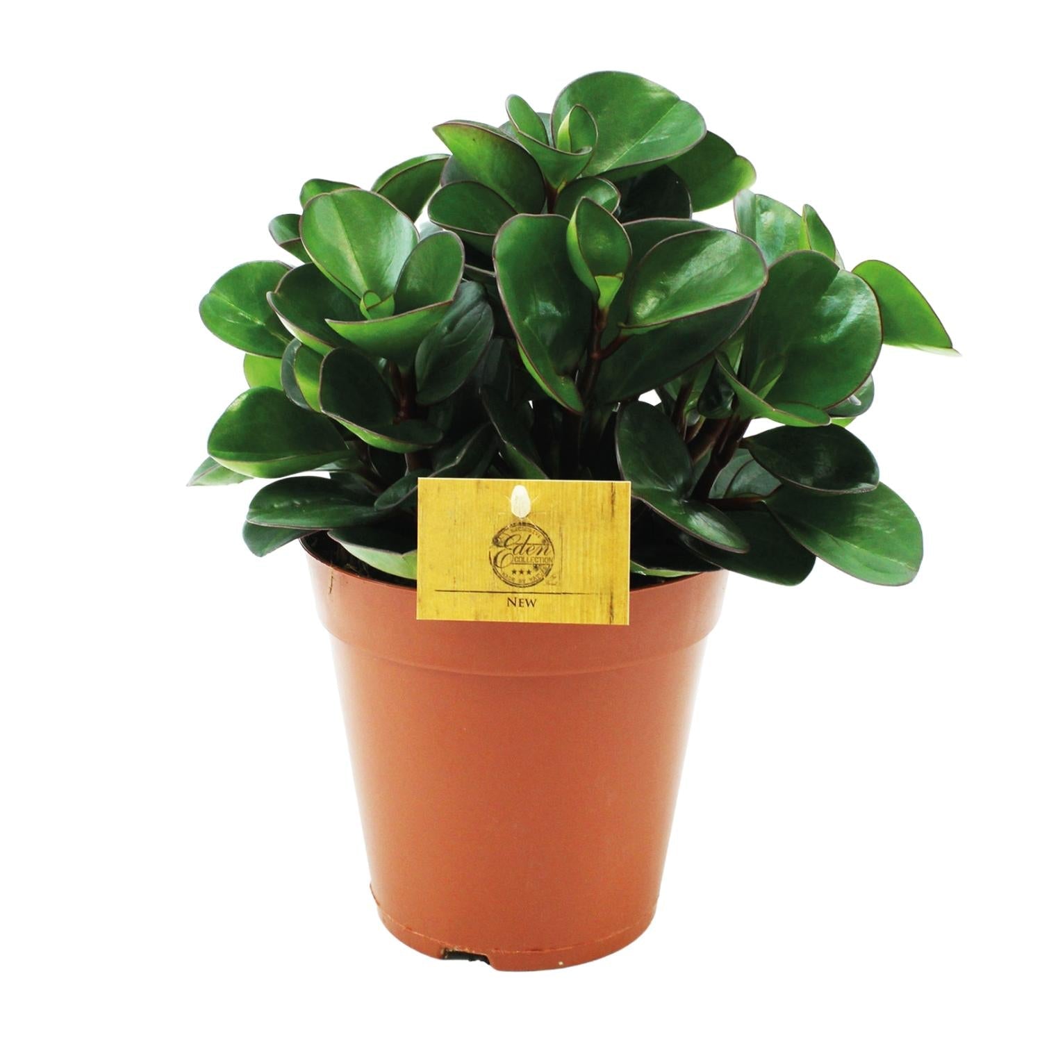 Peperomia 'Burning Bush' – Zwergpfeffer Zimmerpflanze – Ø15cm – ca. 25cm hoch – Kompakte & pflegeleichte Blattschmuckpflanze – Für halbschattige Standorte