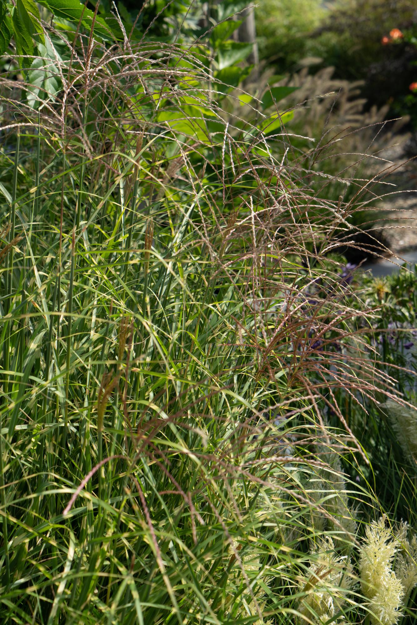 Stachelschweingras - Miscanthus sinensis Strictus - Ø23cm - ↕60cm